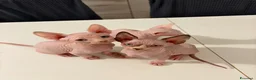Sphynx gatti in vendita: CUCCIOLI SPHYNX DI CUI UNO OCCHI IMPARI - Annuncio 7