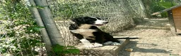 Meticcio cani in regalo: Cucciolo 4 mesi taglia media - Annuncio 2