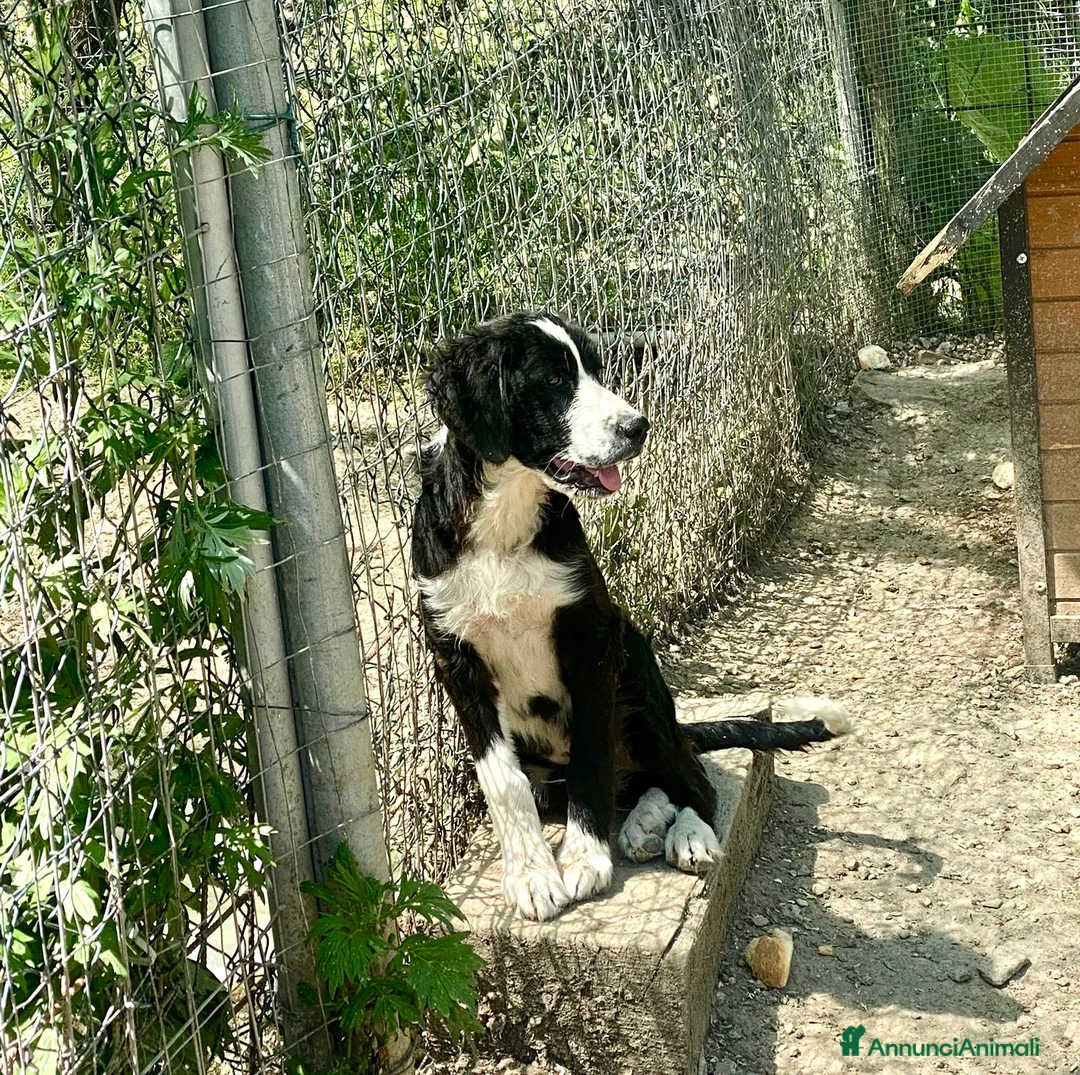 Meticcio cani in regalo: Cucciolo 4 mesi taglia media - Annuncio 2