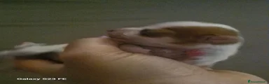 Chihuahua 1