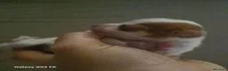 Chihuahua cani in vendita: Cuccioli dibChiwawa - Annuncio 4