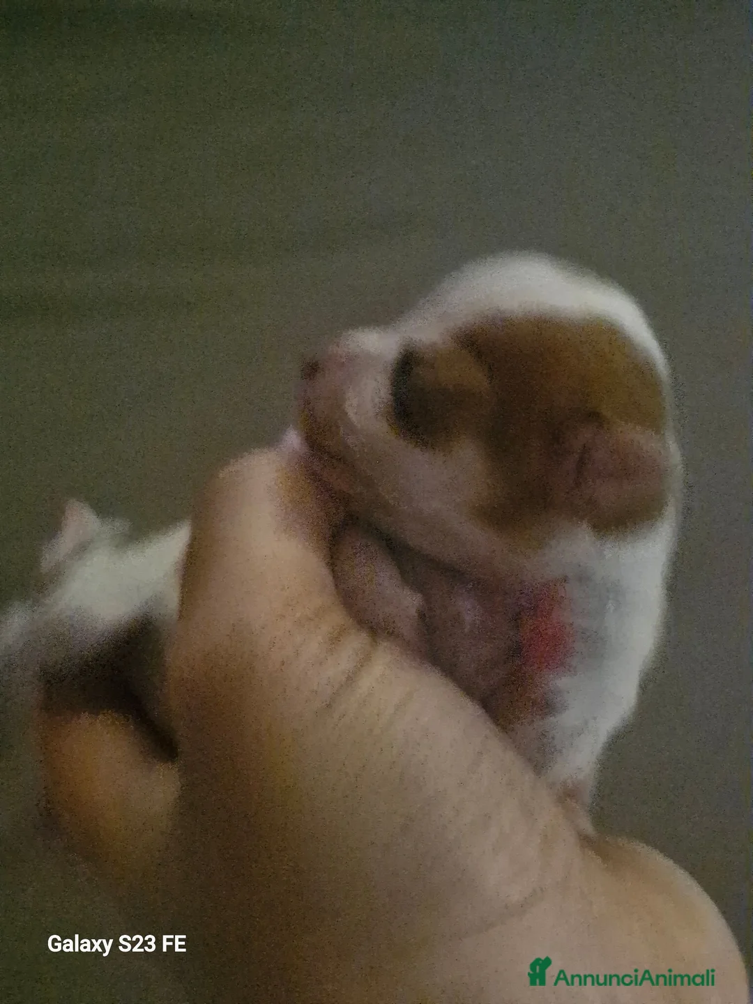 Chihuahua cani in vendita: Cuccioli dibChiwawa - Annuncio 4
