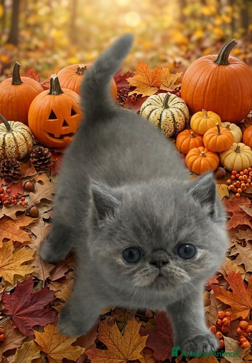 Exotic Shorthair gatti Cucciola blu cream Exotic shorthair - Annuncio 1
