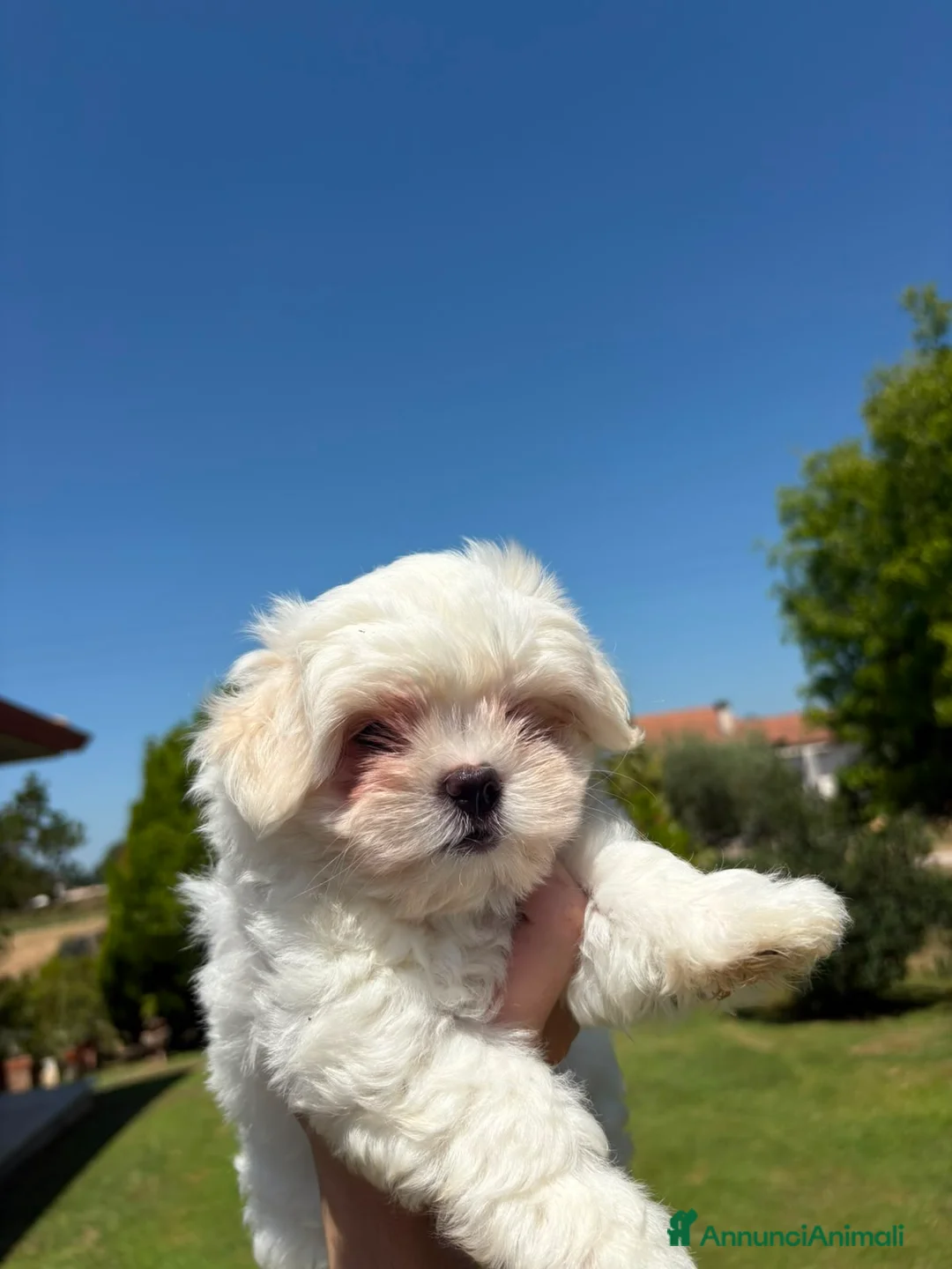 Maltese cani in vendita: Cucciola di maltese - Annuncio 2