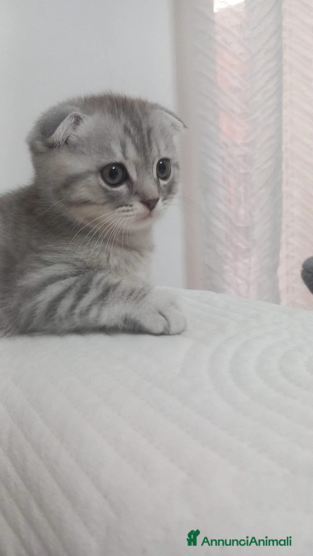 Scottish gatti in vendita: Cuccioli scottish straight e Fold - Annuncio 1