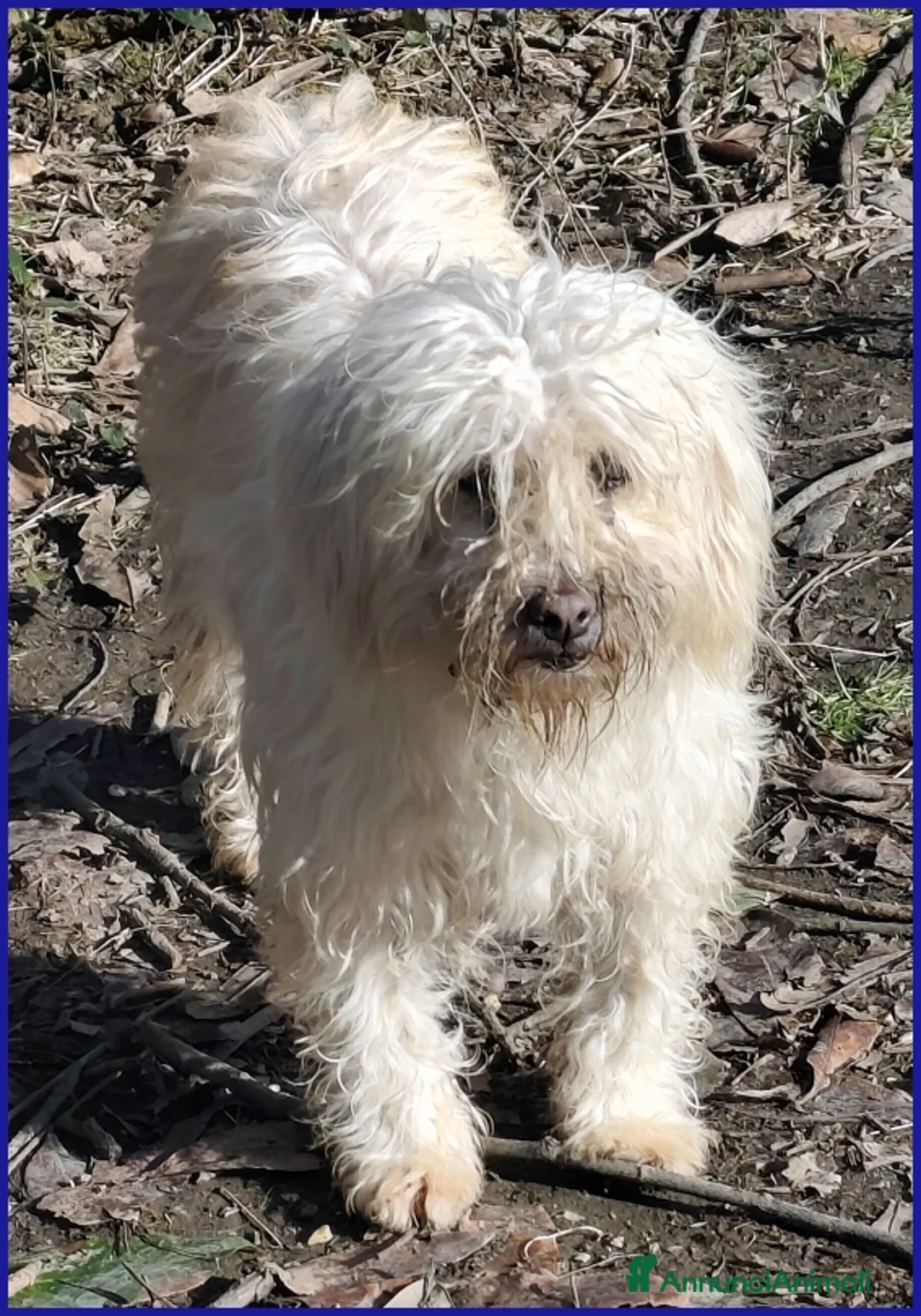 Meticcio cani in regalo: DELORIS VAN CARTIER, UN BATUFFOLO DI PELO - Annuncio 5