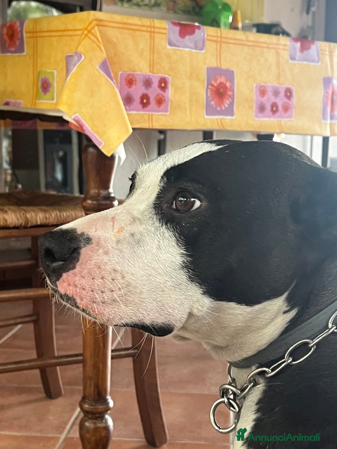 Pitbull cani in regalo: Regalo Trovatella Pitbull  - Annuncio 2
