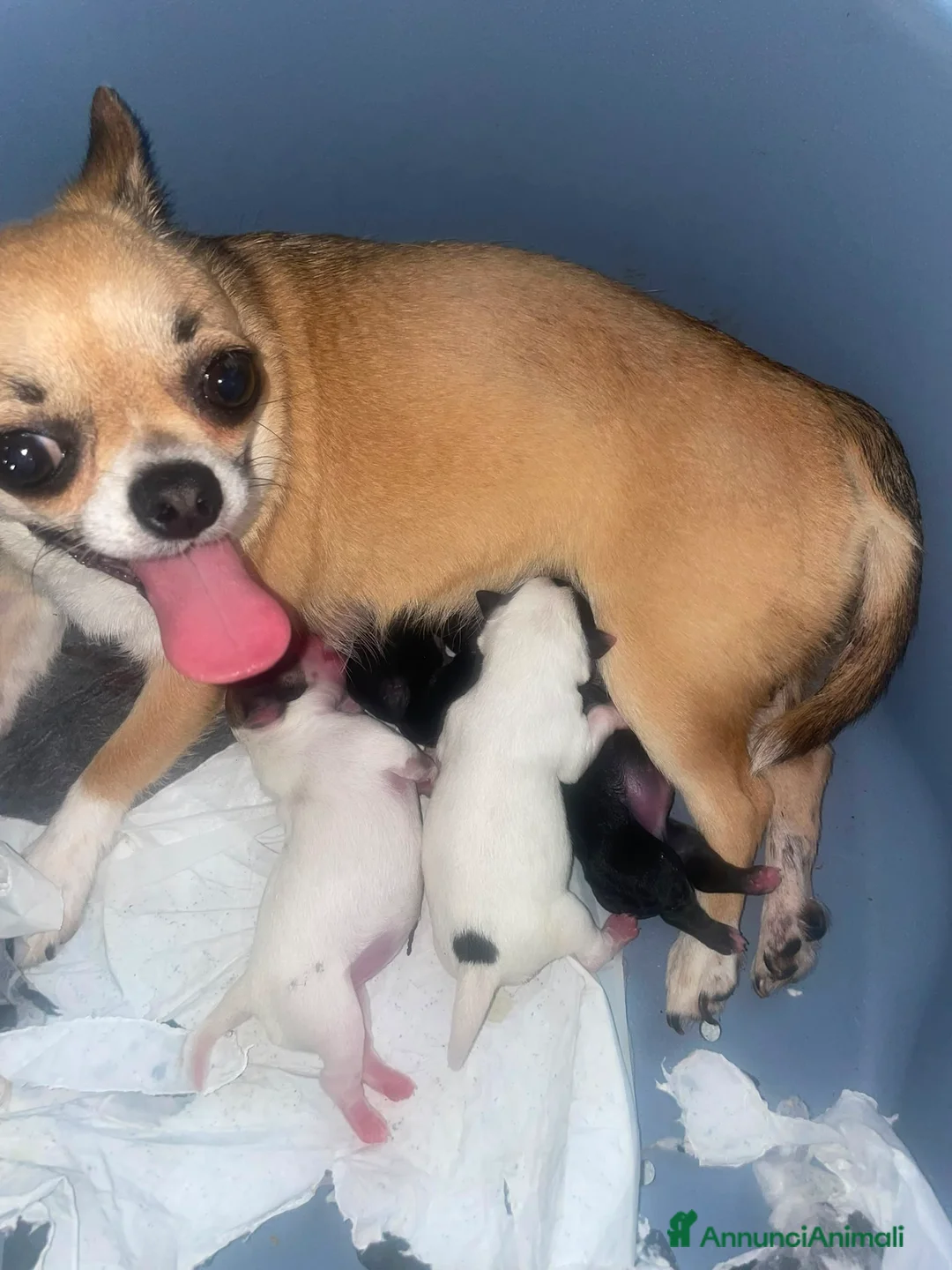 Chihuahua cani in vendita: Cuccioli di chihuahua toy  - Annuncio 2