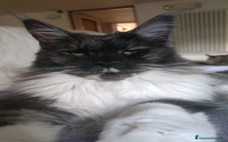 Maine Coon gatti in vendita: NAUSICA a Città Metropolitana di Venezia - Immagine 4
