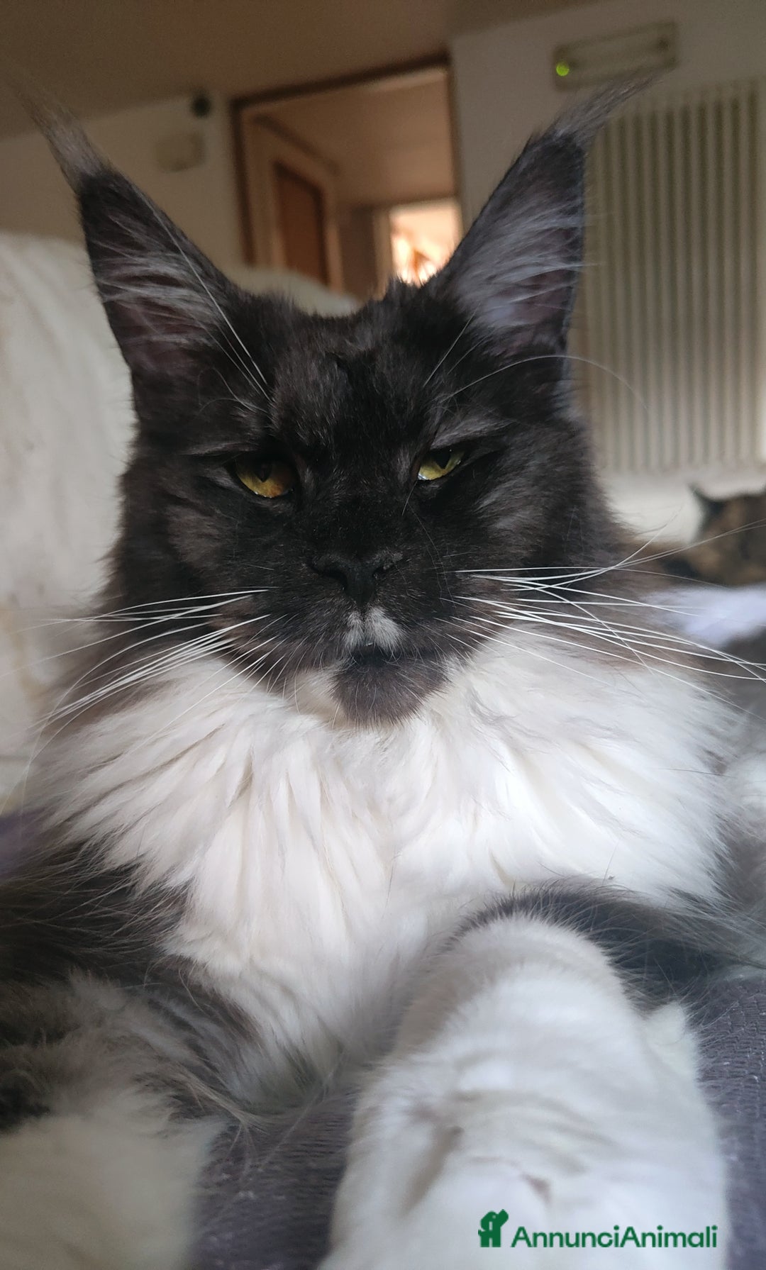Maine Coon gatti in vendita: NAUSICA a Città Metropolitana di Venezia - Immagine 4