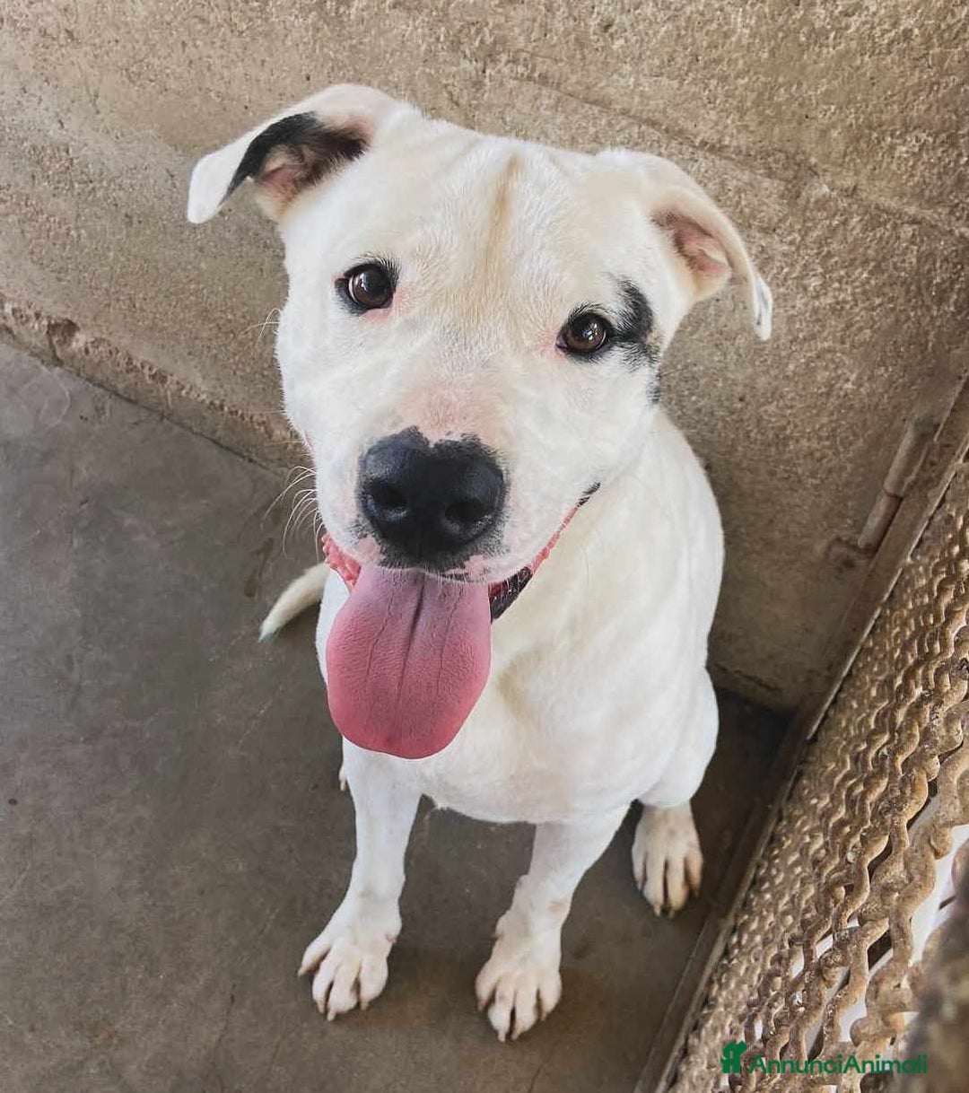 Meticcio cani in regalo: DINO & DINA, fantastici molossini! - Annuncio 7