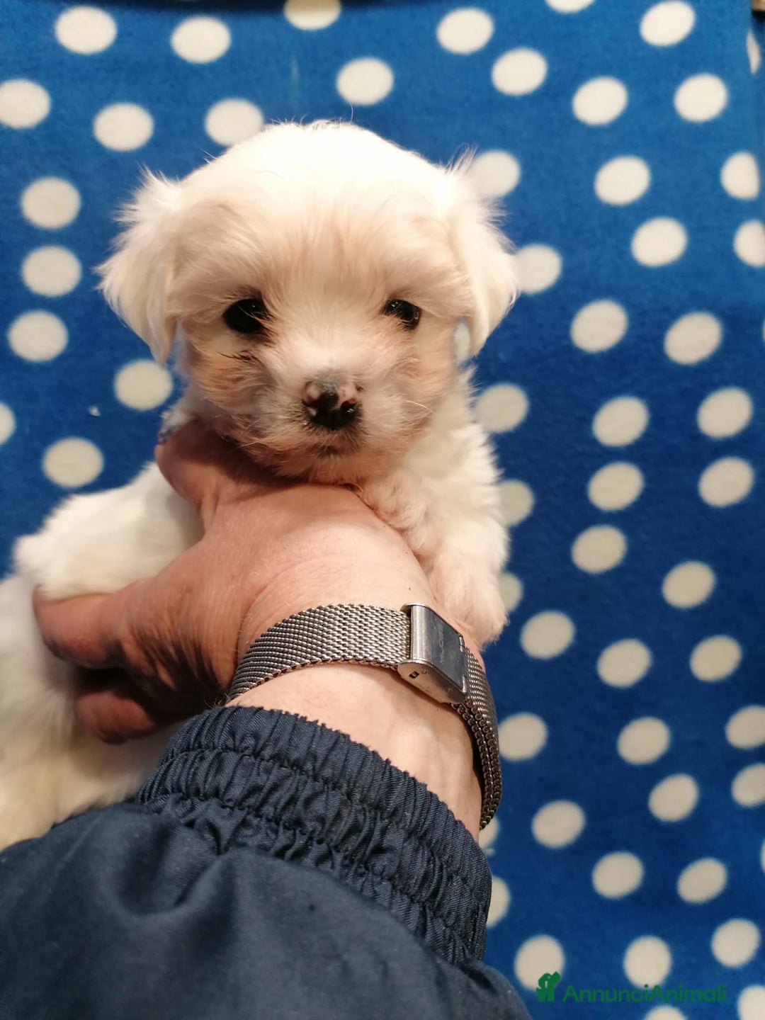 Maltese cani in vendita: Maltese cuccioli - Annuncio 5