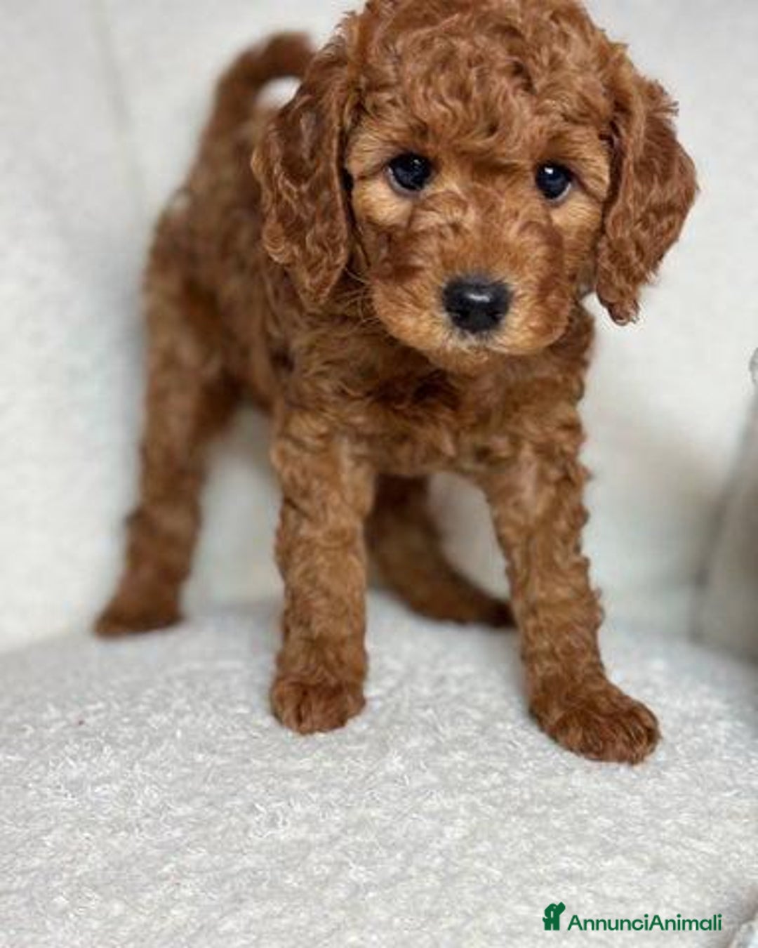 Meticcio cani in vendita: Cuccioli di Mini Goldendoodle F1BB - Annuncio 9