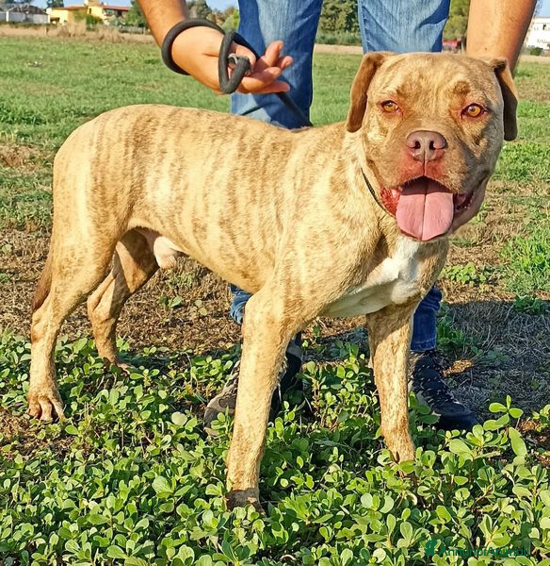 Pitbull cani in regalo: GRINO, strepitoso pit dal manto tigrato a Provincia di Latina - Immagine 1