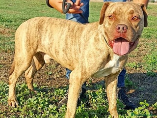 Pitbull cani GRINO, strepitoso pit dal manto tigrato a Provincia di Latina - Annuncio 6
