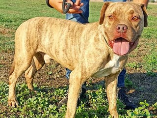 Pitbull cani GRINO, strepitoso pit dal manto tigrato a Provincia di Latina - Annuncio 17