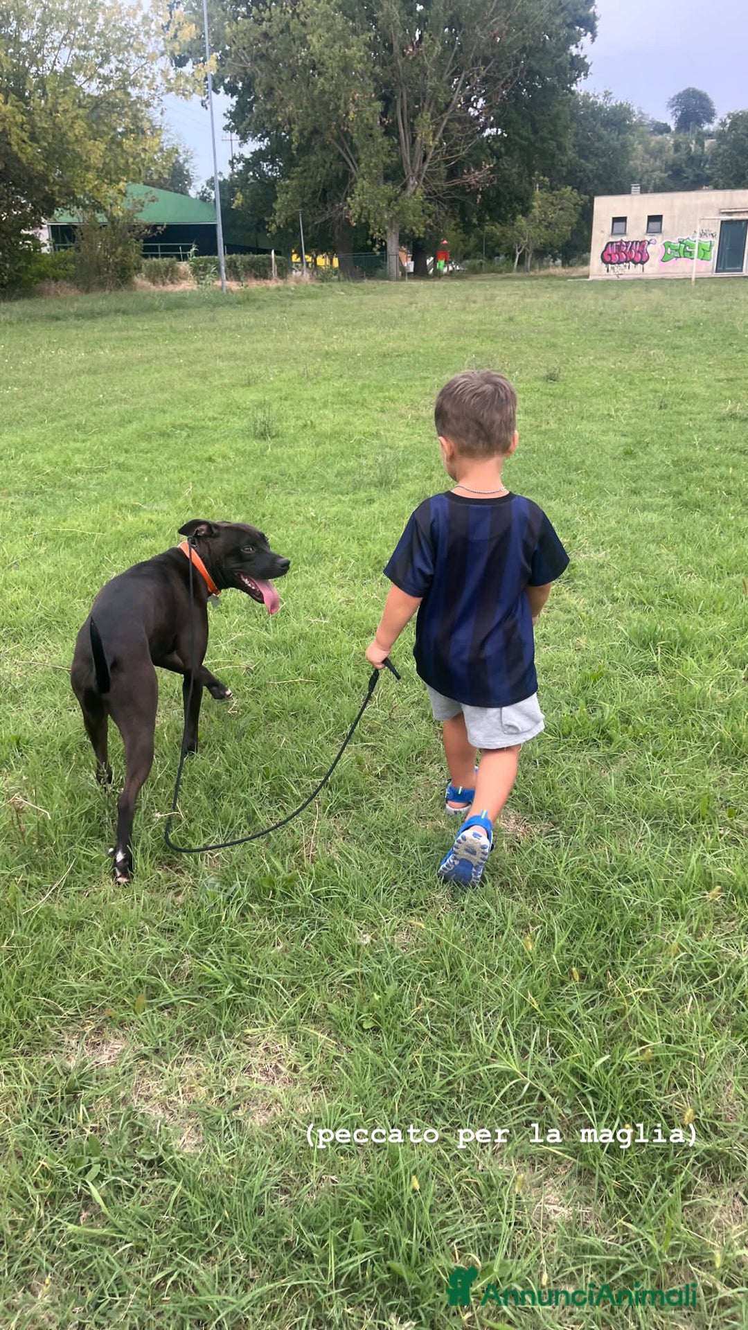 Pitbull cani in regalo: Chester Pitbull 2 anni maschio - Annuncio 11