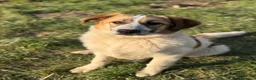 Meticcio cani in regalo: ARONNE, super PASTORINO dalla bontà sconfinata! - Annuncio 4