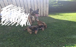 Pastore Belga cani in vendita: REX Pastore Belga Malinois,maschio con pedigree  a Provincia di Verona - Immagine 5