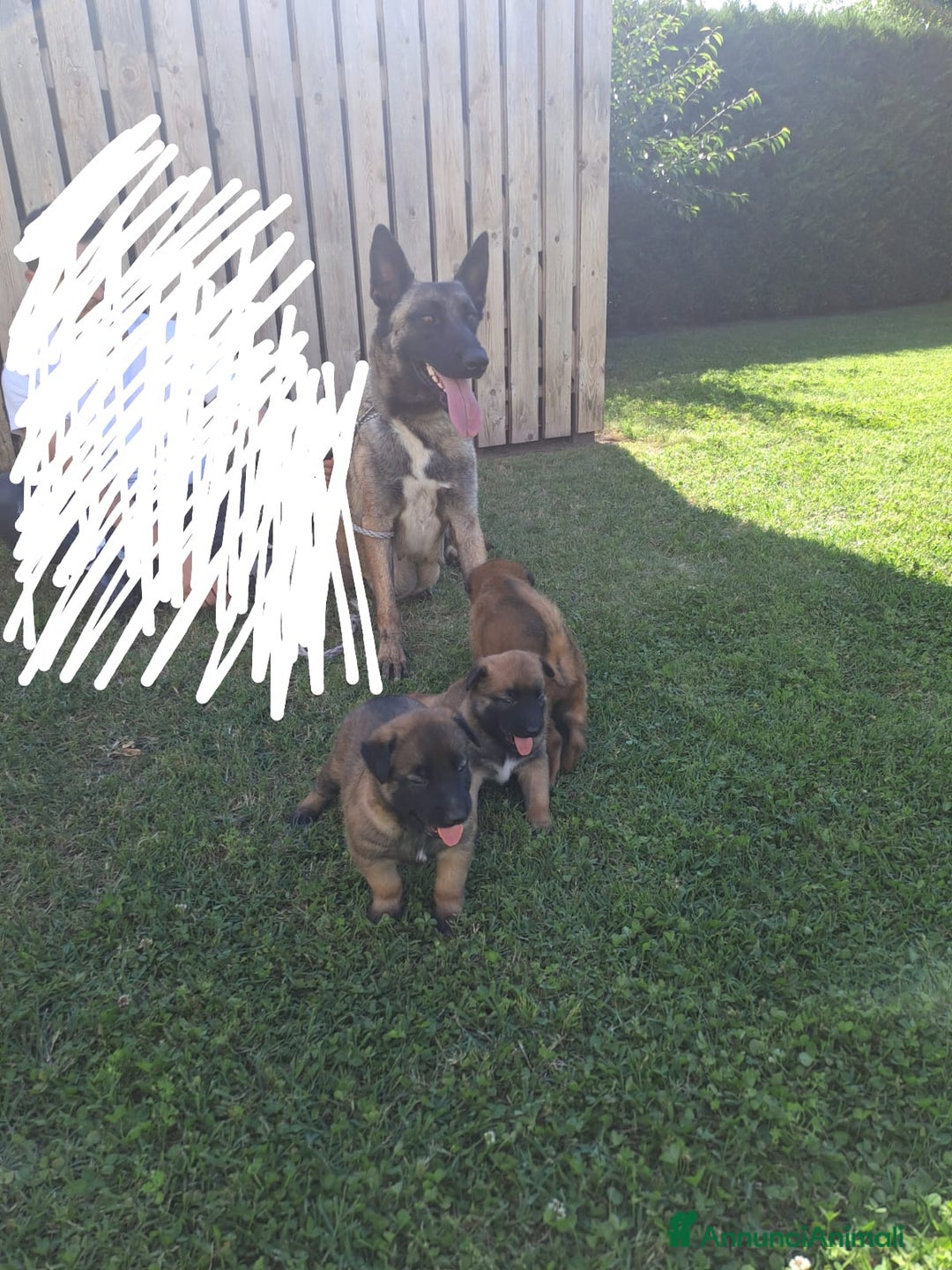 Pastore Belga cani in vendita: REX Pastore Belga Malinois,maschio con pedigree  a Provincia di Verona - Immagine 5