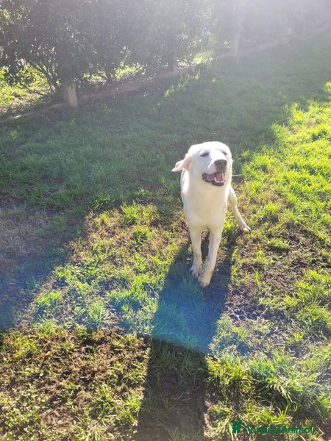 Labrador cani in regalo: Sade, dolcissima mini labrador - Annuncio 8