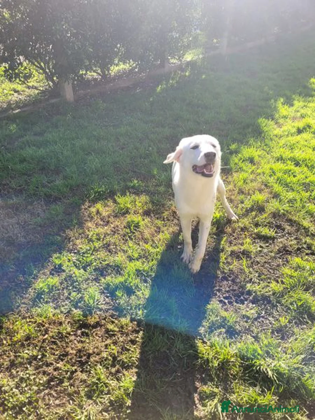 Labrador cani in regalo: Sade, dolcissima mini labrador - Annuncio 8