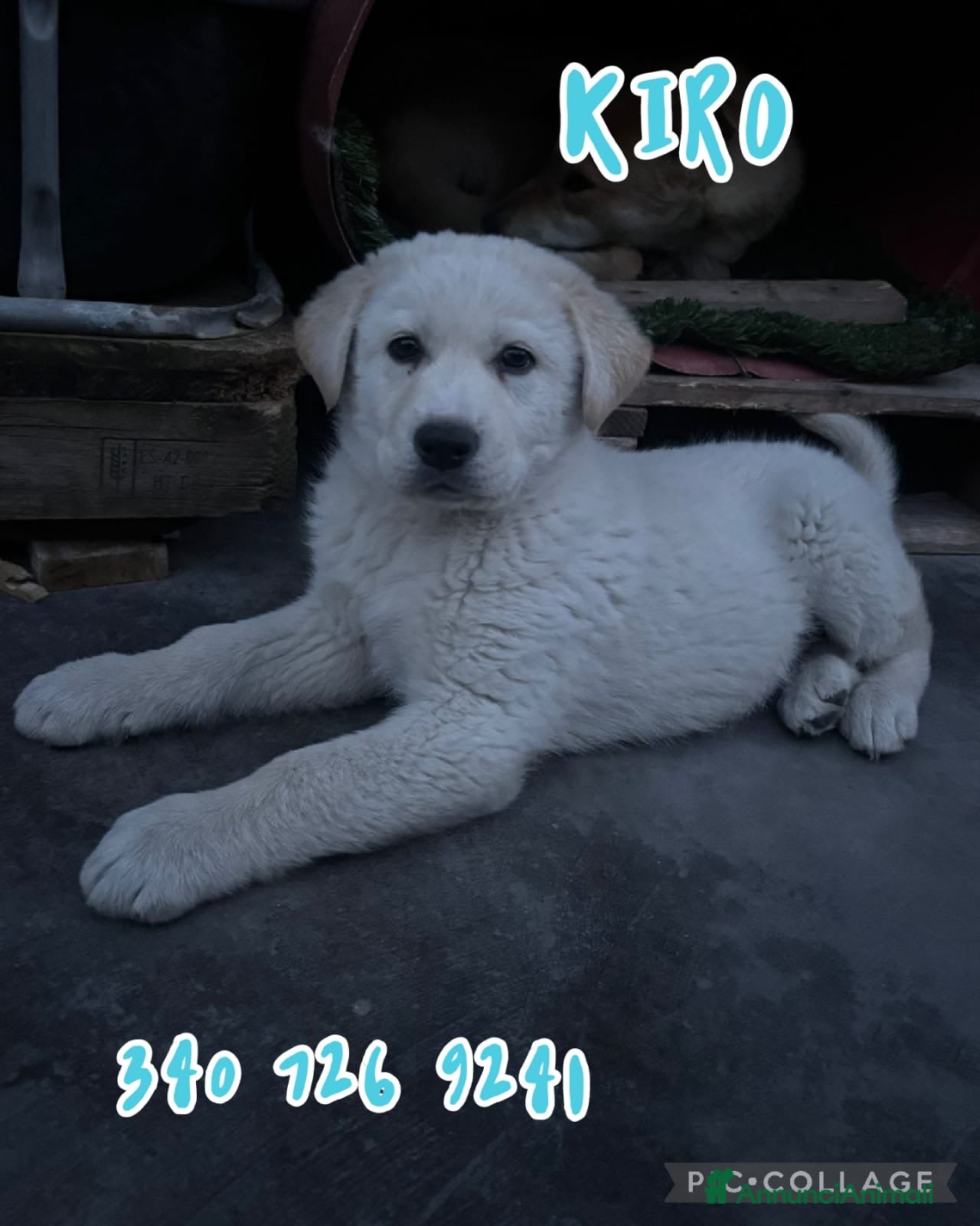 Meticcio cani KIRO 💙 - cucciolo futura tg media abbondante - Annuncio 9