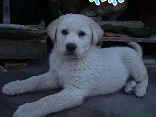 Meticcio cani KIRO 💙 - cucciolo futura tg media abbondante - Annuncio 9