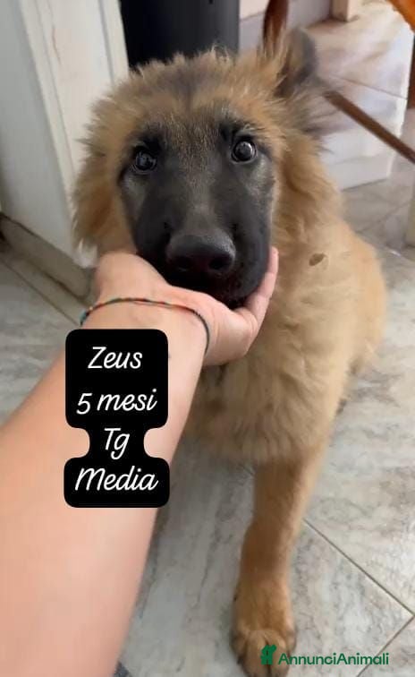 Meticcio cani Bellissimi cuccioli in rifugio  - Annuncio 2