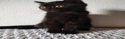 Scottish gatti in vendita: Gattini Scottish  - Annuncio 7