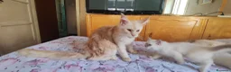 Maine Coon gatti in vendita: Maine coon - Annuncio 3
