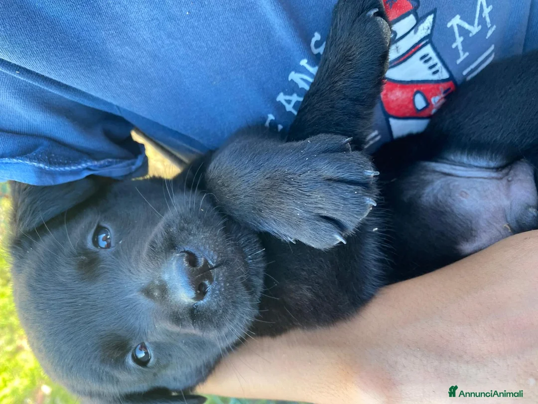 Labrador cani in vendita: Cucciola femmina  di Labrador Retriever  nera - Annuncio 2