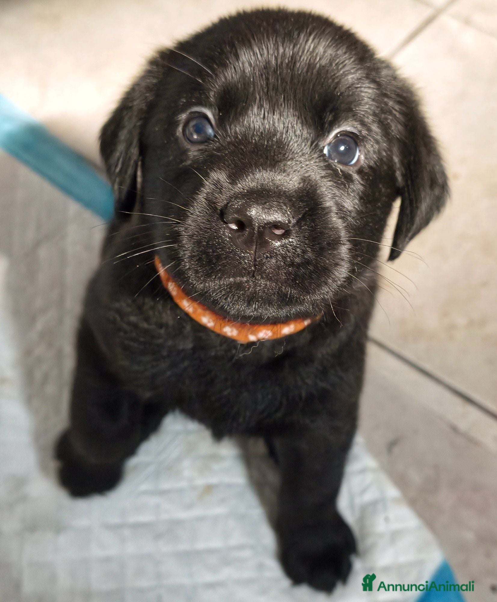 Labrador cani Cuccioli di Labrador retriever neri - Annuncio 1
