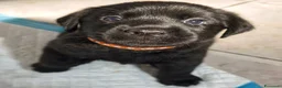 Labrador cani in vendita: Cuccioli di Labrador retriever neri - Annuncio 1