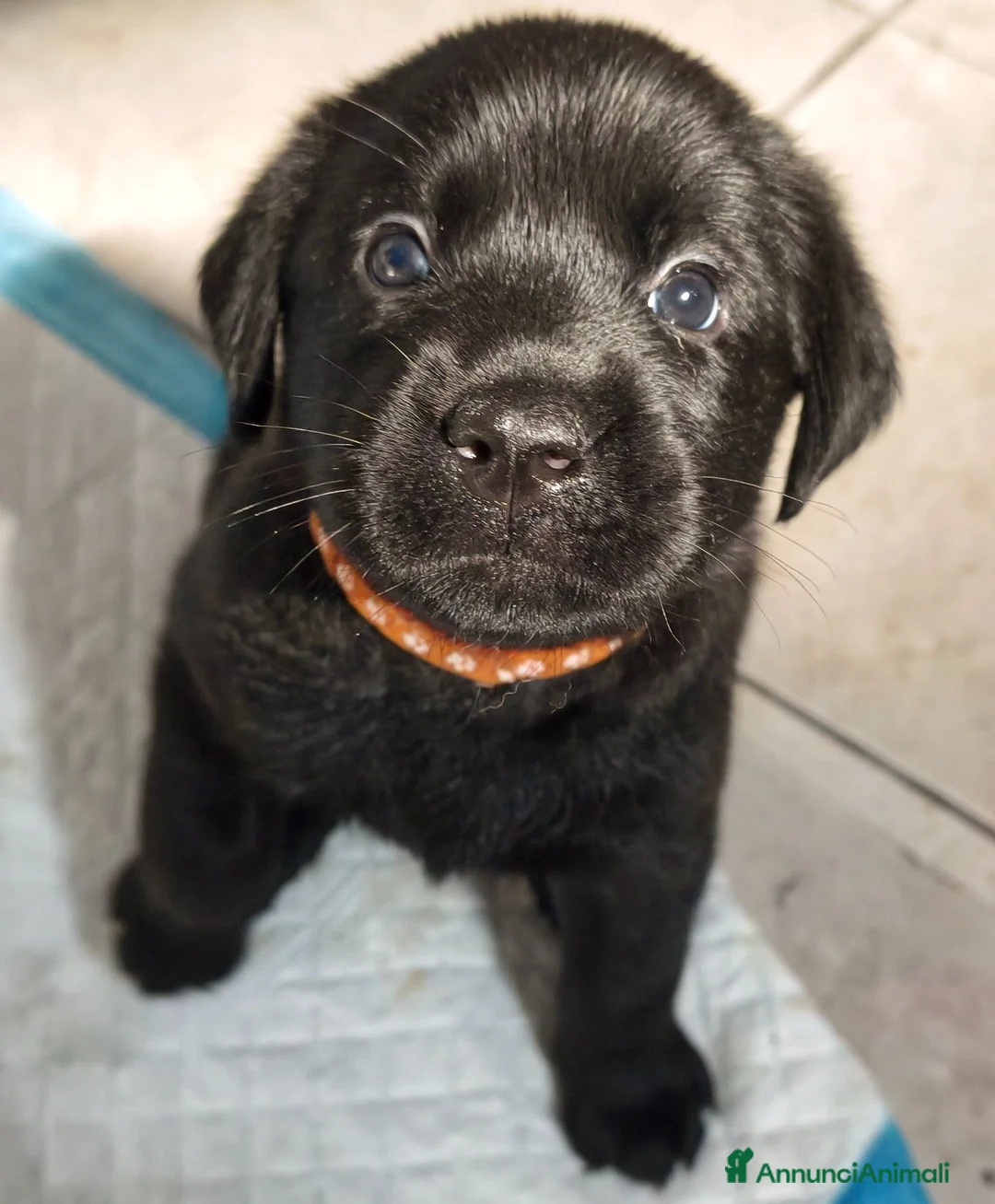 Labrador cani in vendita: Cuccioli di Labrador retriever neri - Annuncio 1