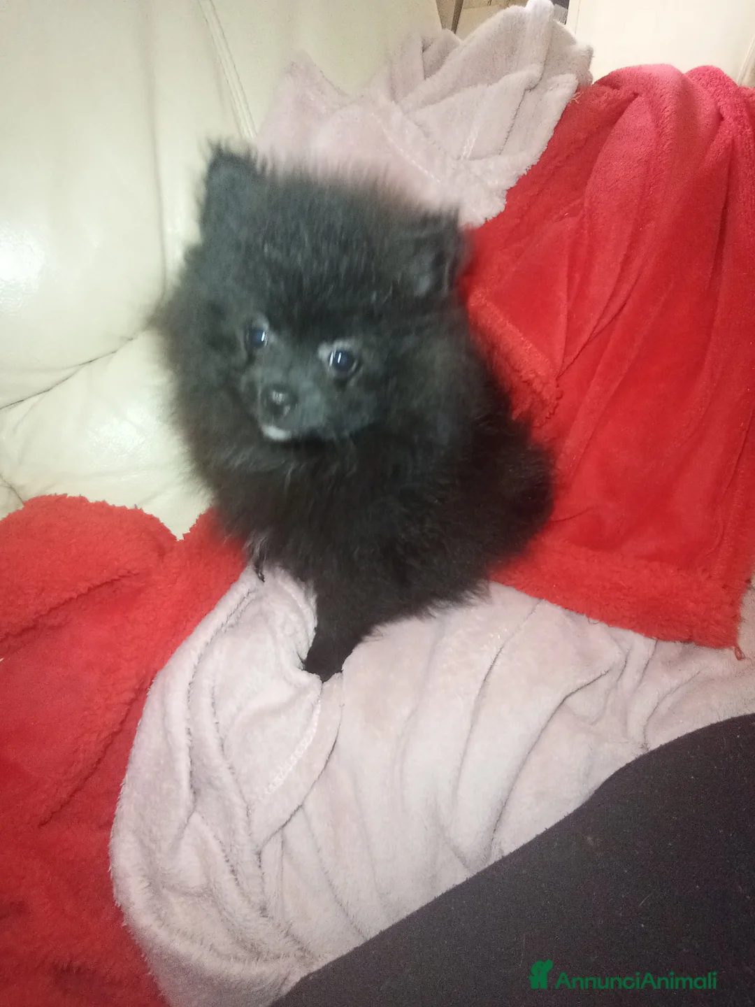 Spitz cani in vendita: Spitz tedesco di Pomerania  - Annuncio 6