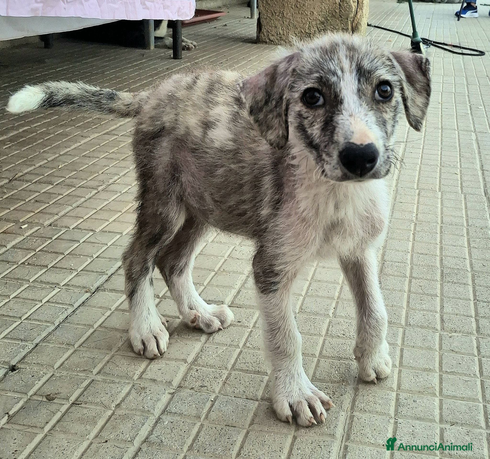 Meticcio cani Silver 2 mesi taglia media  - Annuncio 6