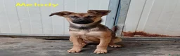 Meticcio cani in regalo: Melody e Bea dolcissime cucciole in adozione - Annuncio 3