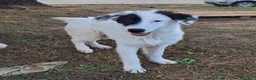Meticcio cani in regalo: BRIE 🩷 MA DAVVERO NESSUNO MI VUOLE? 🥺 a Provincia di Modena - Annuncio 2