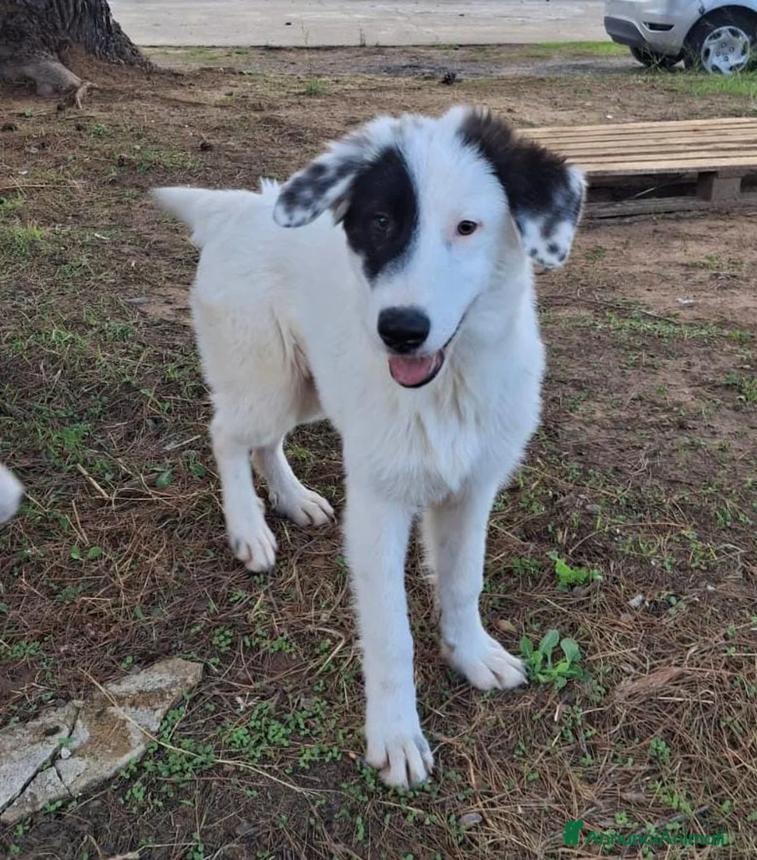 Meticcio cani in regalo: BRIE 🩷 MA DAVVERO NESSUNO MI VUOLE? 🥺 a Provincia di Modena - Annuncio 2