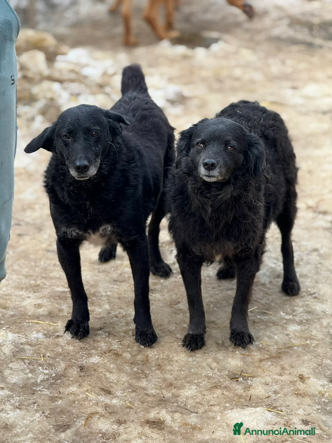 Meticcio cani in regalo: CHEOPE e ISIDE, mamma e figlia INVISIBILI! - Annuncio 1