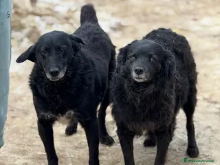 Meticcio cani CHEOPE e ISIDE, mamma e figlia INVISIBILI! - Annuncio 42