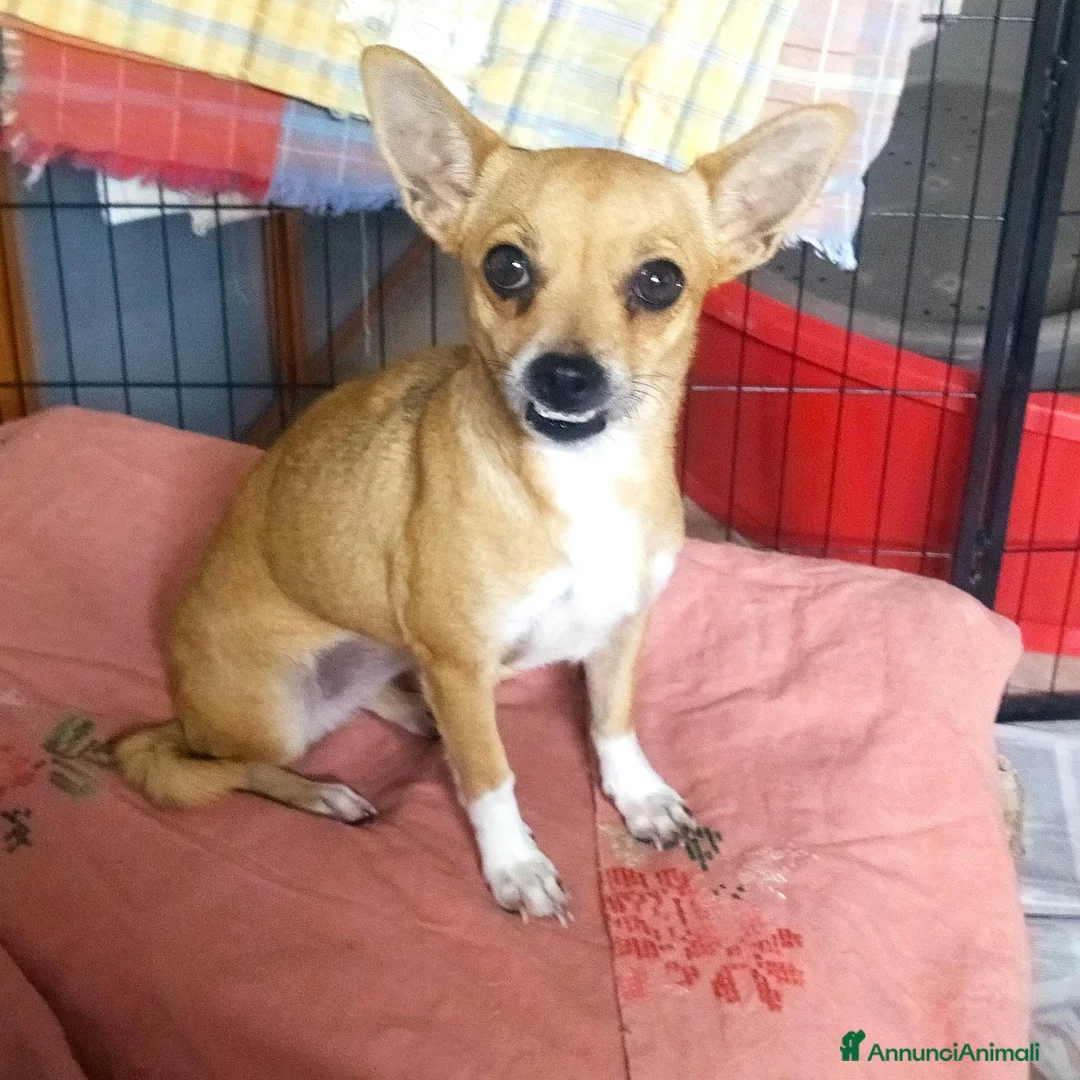 Meticcio cani in regalo: CAGNOLINA 4,5 kg - Annuncio 1