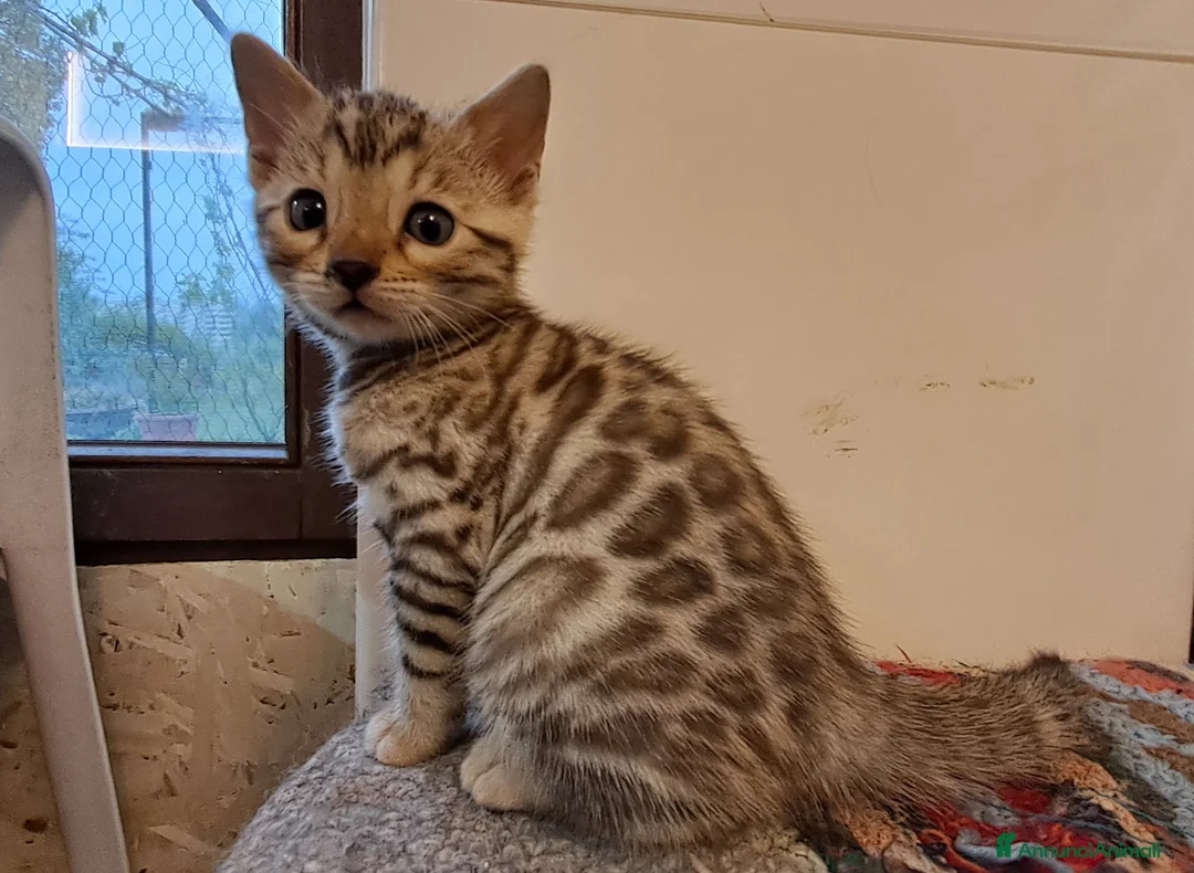 Bengala gatti in vendita: Cucciolo Bengala snow maschio a Provincia della Spezia - Annuncio 2