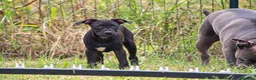 Pitbull cani in vendita: Cucciola Pit Bull con pedigree anche a rate - Annuncio 5