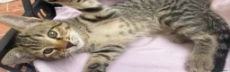 Altre razze gatti in regalo: Gattini  - Annuncio 5
