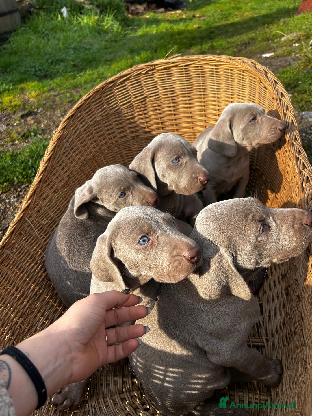 Weimaraner cani in vendita: Cuccioli di Weimaraner - Annuncio 3