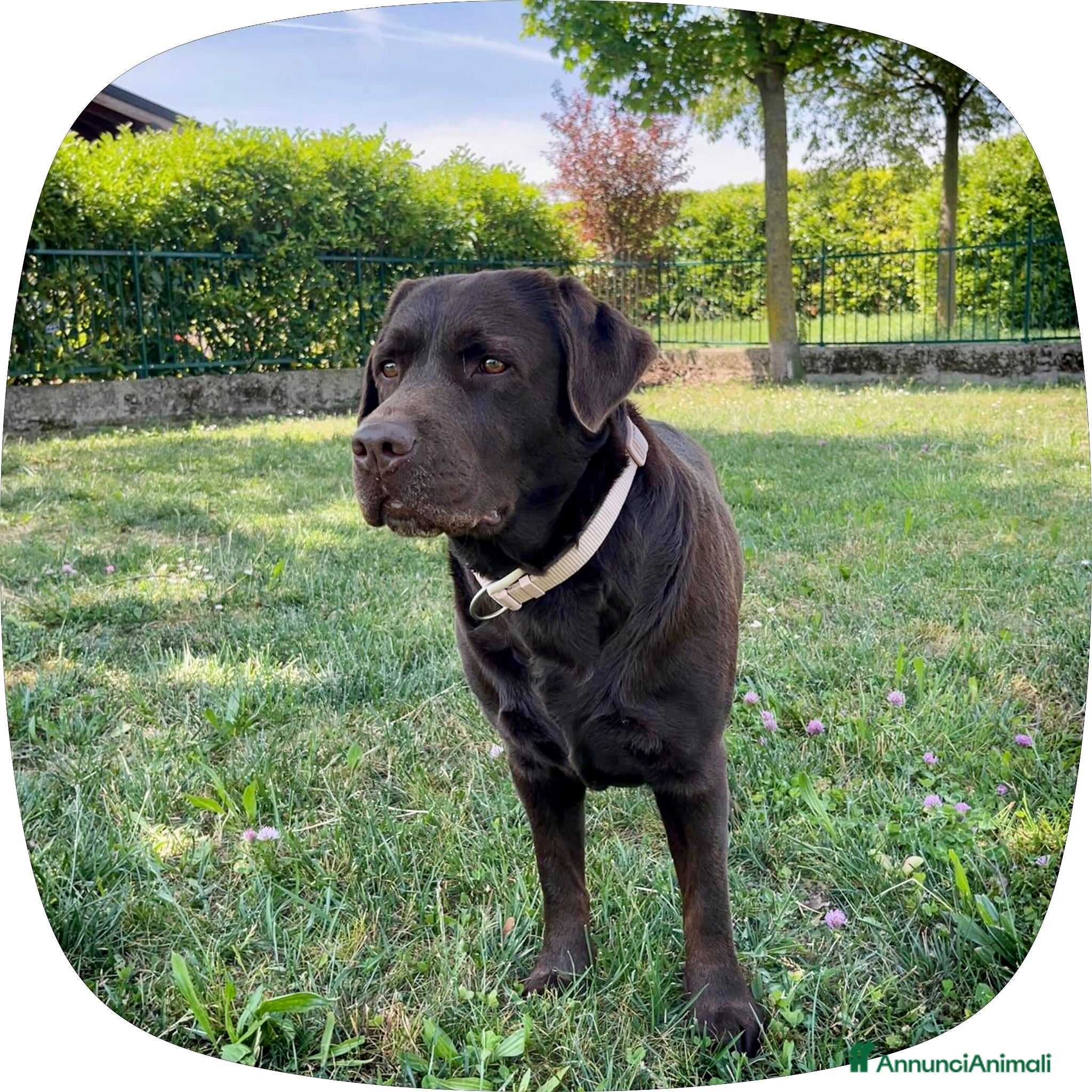 Meticcio cani CUCCIOLI CERCANO FAMIGLIA - Annuncio 6