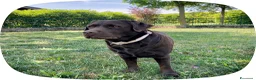 Meticcio cani in vendita: CUCCIOLI CERCANO FAMIGLIA - Annuncio 1