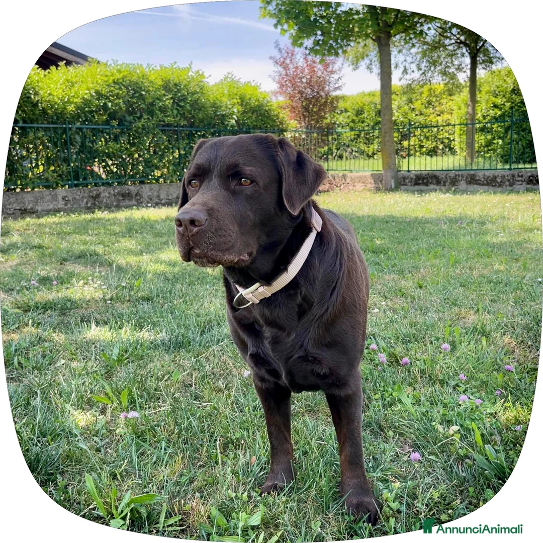 Meticcio cani in vendita: CUCCIOLI CERCANO FAMIGLIA - Annuncio 1